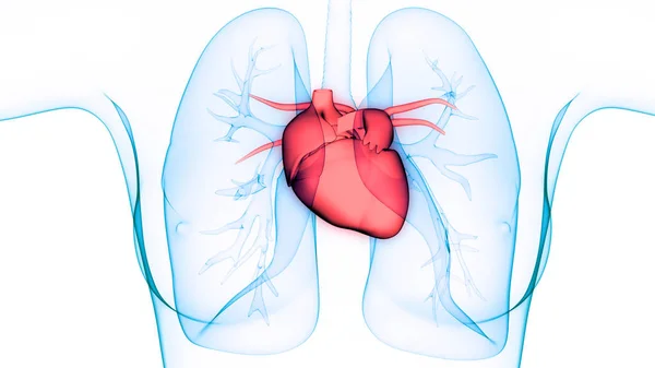 corazon y pulmones 